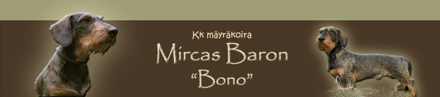 Kk mäyräkoira Mircas Baron